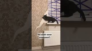 #cat #animals #fannyvideo #pets #кот #смех