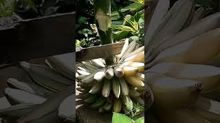 Panen pisang variegata