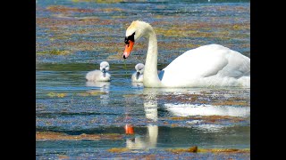 MUTE SWAN CYGNETS (California)