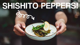 How to make Blistered Shishito Peppers!