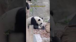 Cuteness overload baby AiSi and HuanCai🥰🐼🐼|Panda HappyLand #cutepanda #ytshorts #ytviralshorts