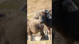 Buffalos in a hot day #shorts #ytshorts #shortsvideo #youtubeshorts