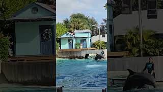 High Flying Dolphin Adventures SeaWorld Orlando #shorts #seaworld #dolphin