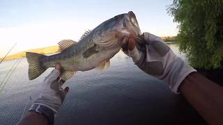 Shad Spawn Bass Fishing Part 2 - Los Banos Creek Reservoir