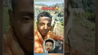 ታኩር vs በጉ አዝናኝ ቪዲዮ#habesha #eritrea ethiopianartistfans​ #ethiopianartist​#ethiopian​#viral​ #tiktok