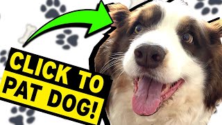 Why YouTubers Clickbait You (Yes, Dog Will Get a Pat)