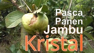 Jambu Kristal Setelah Panen | Gradaz Farm