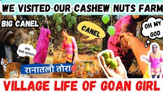 Village Life of Goa||We Visited Our Cashew Nuts Farm||#konkanivideos #goanvlogger #konkanivlog