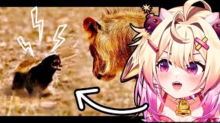 Why Honey Badgers Don't Fear God or Lions | rosiebellmoo reacts to Casual Geographic