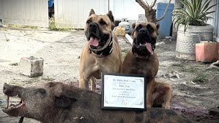 PART 2!!! EXCLUSIVE INTERVIEW - SAM DIAZ - DIAMOND GRIT CANE CORSO - HOG HUNTING WITH DOGS