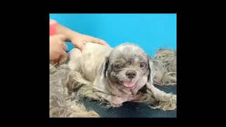 Fully Matted Dog Grooming #shortviral #shortvideo #shorts