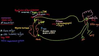 14REGULATION OF BLOOD P