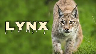 Lynx sounds, lynx scream