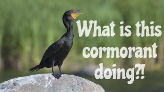 What is this cormorant doing?!