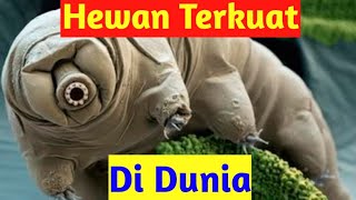 #tardigrade                                          Beruang air satu-satunya hewan terkuat di dunia