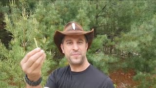 Survival Food: Pine Branch Tips