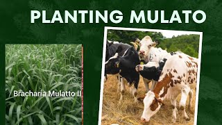 How to plant Bracharia mulato|| Using sprits it makes the best quality Hay