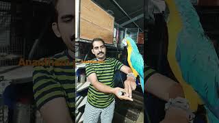 #shots minnu love ,# macaw # 😍 Anantham pets