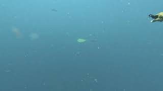 Gorgeous ray spotted near Kuredu Cave!