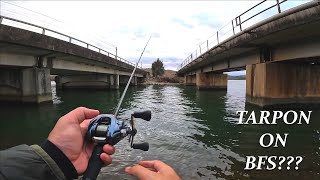 UltraLight BFS catches a TARPON???