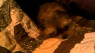 Chunko the Shorkie puppy playing on the bed