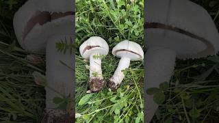 Agaricus urinascens