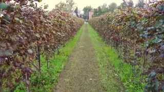 Learning About Lambrusco Wine at Garuti Winery