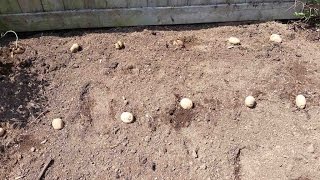 Growing Potatoes in Grow Bags and New Mini-Greenhouse/Cold Frames, Garden Update