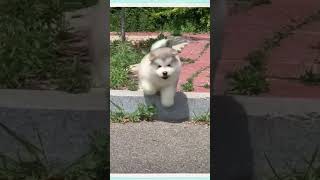 funny dogs #shorts #viral #funny