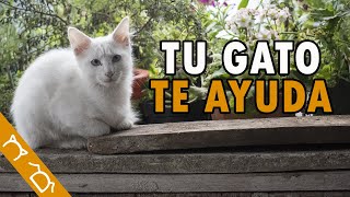 7 Cosas Que Tu Gato Hace Por Ti Todos Los Días Sin Que Te Des Cuenta