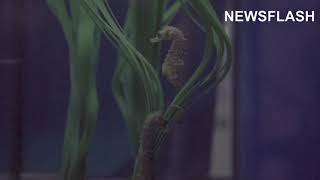 Baby Seahorses Bred At Spanish Aquarium For 1st Time