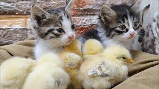 Kittens play cute games with chicks🐥