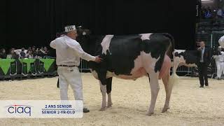 Expo-Printemps 2019 • 2 ans senior • Holstein