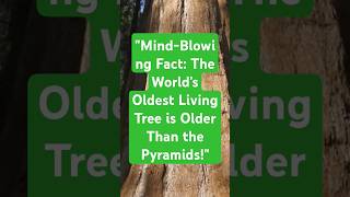 "Mind-Blowing Fact: The World's Oldest Living Tree is Older Than the Pyramids!"