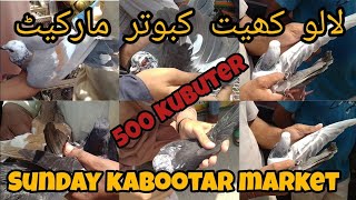 lalu khet kabutar market | Sunday kabootar market | Asian birds market | Gola kabutar Sep 29, 2024