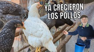 Cómo engordamos los GALLOS DE CORRAL 🐔