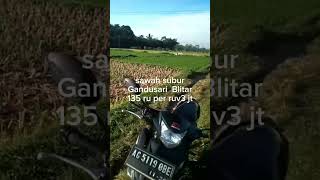 sawah gandusari blitar 135 ru #jualsawah #blitar #gandusari #shorts