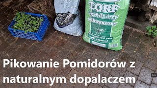 Jak pikować pomidory 🍅