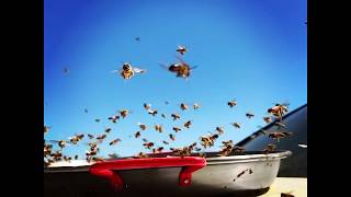 Bees hovering in slow motion