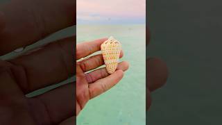 Absolute Stunner Alphabet Cone! 😍 . . #beachcombing #shell #cone #ocean