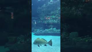 Underwater fish swimming can be a very peaceful view. #nature #giantfish #shark #underwater