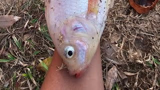 mancing ikan kolam/talapia