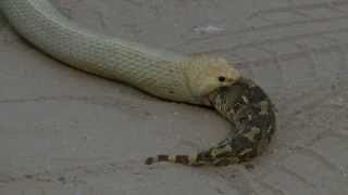 Cape Cobra killing a Puff Adder