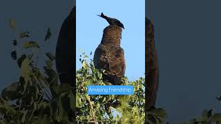 Amazing friendship of Falcon and a bird..#amazing #friendship #bird