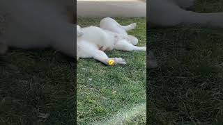 American Akita Apollo plays dead ☠️ 🐕