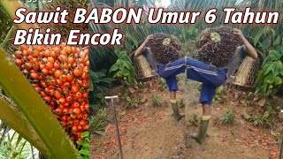 Bobot Sawit BABON Ini Bisa Bikin Patah Pinggang || SJ 4 Umur 6 Tahun