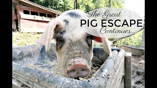 Pig ESCAPE gives me a great idea BUT is that a BEAR? | Life on the FARM | The Paleo Mama