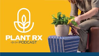 Plant RX Podcast from Costa Farms - Red Earth Star, Springtails in Houseplants + Xanthosoma Dormancy