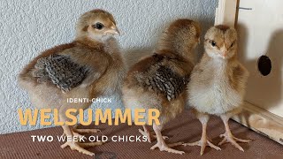 Welsummer: 2-Week-Old Chicks