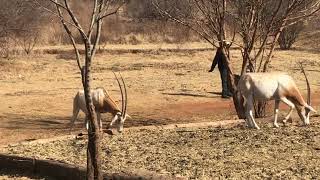 Feeding the animals at the Protea 4x4 track